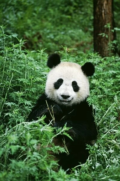 Giant Panda TOM 95 Wolong Nature Reserve, China Ailuropoda melanoleuca © Tom & Pat Leeson  /  ARDEA LONDON