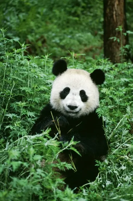 Framed Print : Giant Panda TOM 95 Wolong Nature Reserve, China Ailuropoda melanoleuca © Tom & Pat Leeson / ARDEA LONDON Framed Print : Giant Panda TOM 95 Wolong Nature Reserve, China Ailuropoda melanoleuca © Tom & Pat Leeson / ARDEA LONDON