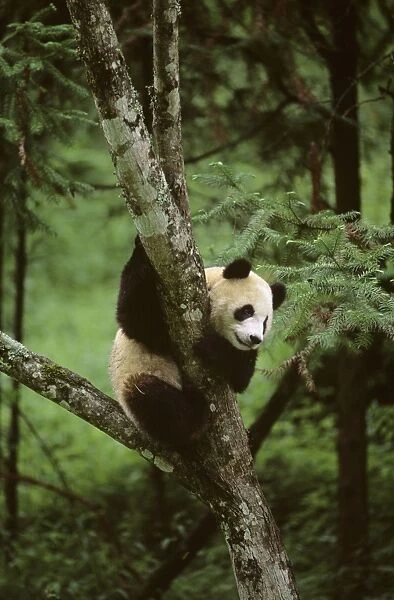 Giant Panda - In tree - Wolong Reserve - Sichuan - China JPF36787