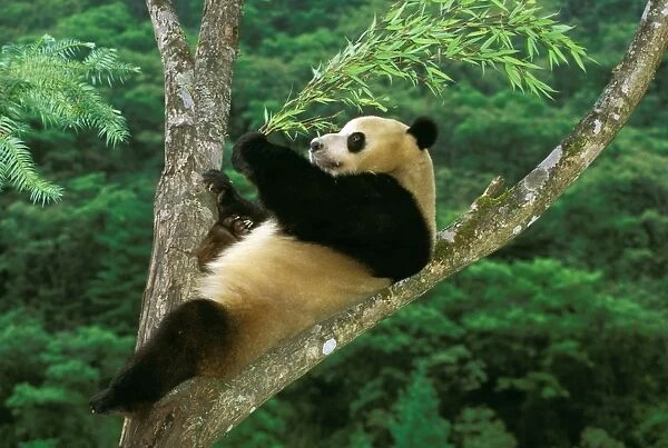 Giant Panda - In tree - Wolong Reserve - Sichuan - China JPF36815