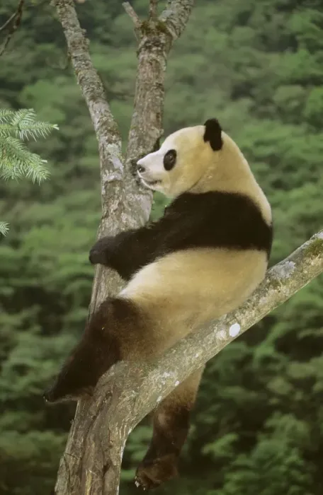 Framed Print : Giant Panda - In tree - Wolong Reserve - Sichuan - China JPF36918 Framed Print : Giant Panda - In tree - Wolong Reserve - Sichuan - China JPF36918