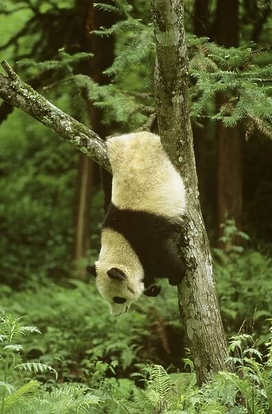 Giant Panda - Upside down in tree - Wolong Reserve - Sichuan - China JPF36795
