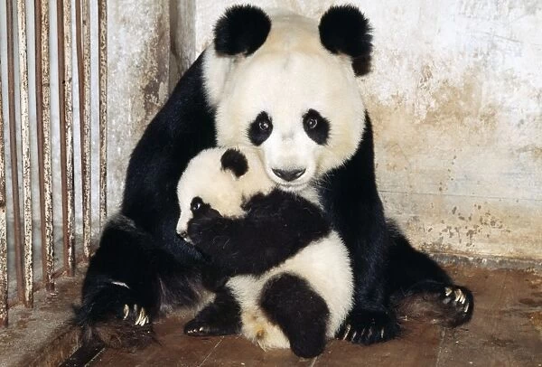 Giant Panda WAT 3288 Mother & cub in cage Ailuropoda melanoleuca © M. Watson  /  ardea. com