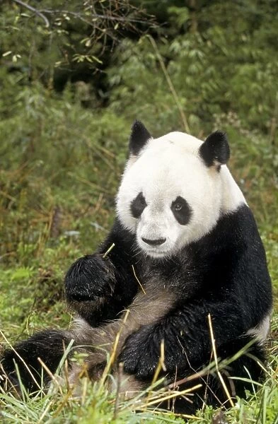 Giant Panda WAT 896 Eating whilst sitting down Ailuropoda melanoleuca © M. Watson  /  ARDEA LONDON