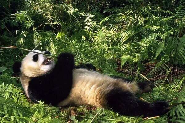 Giant Panda - Wildlife Nature Reserve - China