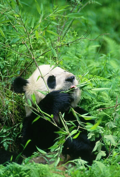 Giant Panda Wolong Reserve, Sichuan, China