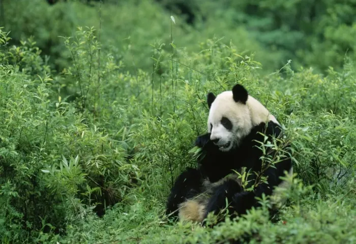 Framed Print : Giant Panda Wolong reserve, Sichuan, China Framed Print : Giant Panda Wolong reserve, Sichuan, China