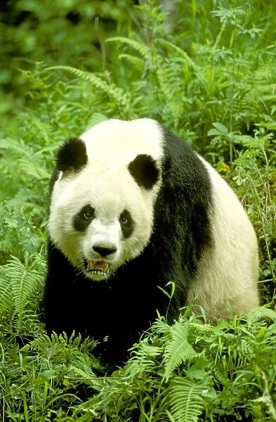 Giant Panda - Wolong Reserve - Sichuan - China JPF36609