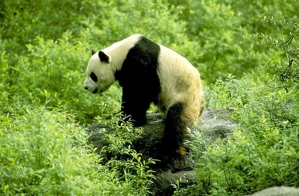 Giant Panda - Wolong Reserve - Sichuan - China JPF36425