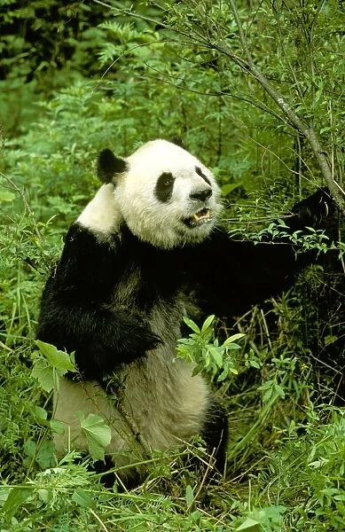 Giant Panda - Wolong Reserve - Sichuan - China JPF36740