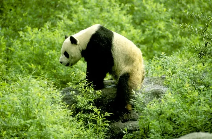 Framed Print : Giant Panda - Wolong Reserve - Sichuan - China JPF36425 Framed Print : Giant Panda - Wolong Reserve - Sichuan - China JPF36425