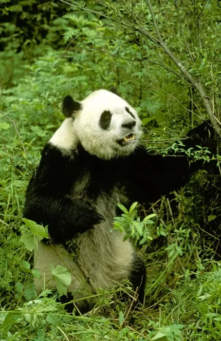 Framed Print : Giant Panda - Wolong Reserve - Sichuan - China JPF36740 Framed Print : Giant Panda - Wolong Reserve - Sichuan - China JPF36740