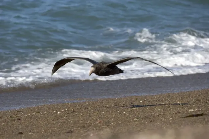 Framed Print : Giant Petrel - in flight Valdes Peninsula, Patagonia, Argentina. South Atlantic Ocean Framed Print : Giant Petrel - in flight Valdes Peninsula, Patagonia, Argentina. South Atlantic Ocean
