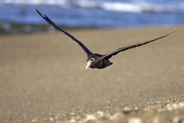 Giant Petrel - in flight Valdes Peninsula, Patagonia, Argentina. South Atlantic Ocean