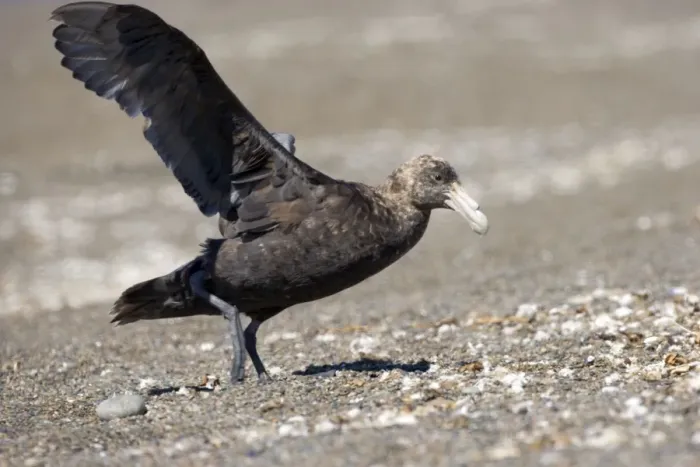 Framed Print : Giant Petrel - Landing on a beach at Peninsula Valdes, Patagonia, Argentina. South Atlantic Ocean Framed Print : Giant Petrel - Landing on a beach at Peninsula Valdes, Patagonia, Argentina. South Atlantic Ocean