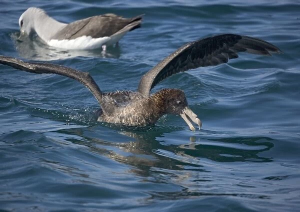 Giant petrel or nelly, northern form, off South Island, New Zealand. Aggressive scavenger