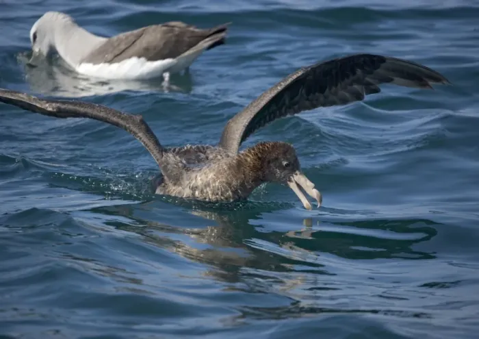 Framed Print : Giant petrel or nelly, northern form, off South Island, New Zealand. Aggressive scavenger Framed Print : Giant petrel or nelly, northern form, off South Island, New Zealand. Aggressive scavenger