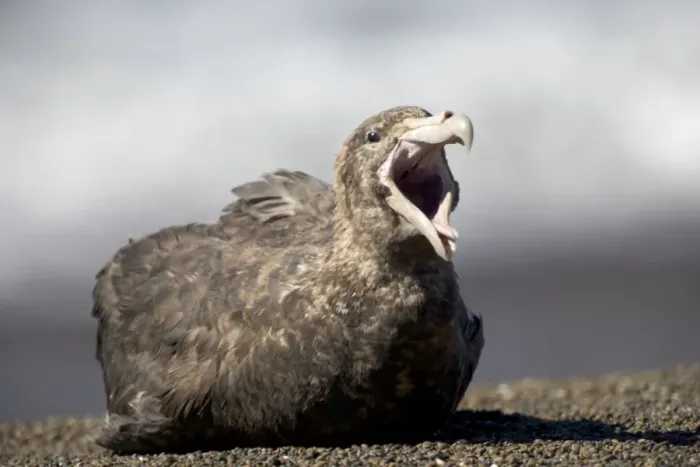 Framed Print : Giant Petrel - Resting, (yawning) on a beach at Valdes Peninsula, Patagonia, Argentina. South Atlantic Ocean Framed Print : Giant Petrel - Resting, (yawning) on a beach at Valdes Peninsula, Patagonia, Argentina. South Atlantic Ocean