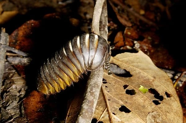 Giant Pill Millipede negotiates a fallen twig, typical on lowland rainforest floor in Kinabatangan river floodplain; Sabah, Borneo, Malaysia; June. Ma39. 3157