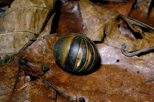 Giant Pill Millipede rolls in a ball in danger;typical on lowland rainforest floor in Kinabatangan river floodplain; Sabah, Borneo, Malaysia; June. Ma39. 3158