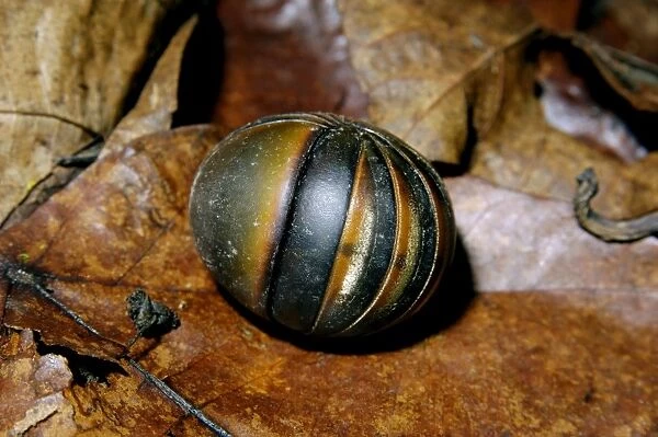 Giant Pill Millipede rolls in a ball in danger;typical on lowland rainforest floor in Kinabatangan river floodplain; Sabah, Borneo, Malaysia; June. Ma39. 3159