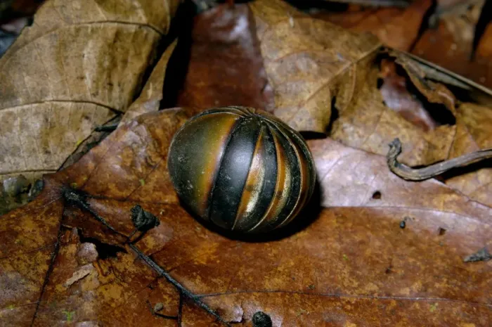 Framed Print : Giant Pill Millipede rolls in a ball in danger;typical on lowland rainforest floor in Kinabatangan river floodplain; Sabah, Borneo, Malaysia; June. Ma39. 3158 Framed Print : Giant Pill Millipede rolls in a ball in danger;typical on lowland rainforest floor in Kinabatangan river floodplain; Sabah, Borneo, Malaysia; June. Ma39. 3158