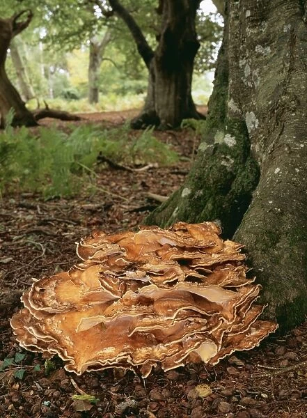 Giant Polypore Fungi ROG 10275 At base of Beech, New Forest. Not edible Meripilus Giganteus © Bob Gibbons  /  ARDEA LONDON