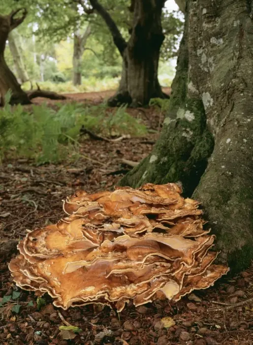 Framed Print : Giant Polypore Fungi ROG 10275 At base of Beech, New Forest. Not edible Meripilus Giganteus © Bob Gibbons / ARDEA LONDON Framed Print : Giant Polypore Fungi ROG 10275 At base of Beech, New Forest. Not edible Meripilus Giganteus © Bob Gibbons / ARDEA LONDON