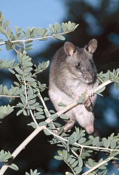 Giant Pouched Rat ASW 1210A On branch - Africa Cricetomys gambianus © Alan Weaving  /  ARDEA LONDON