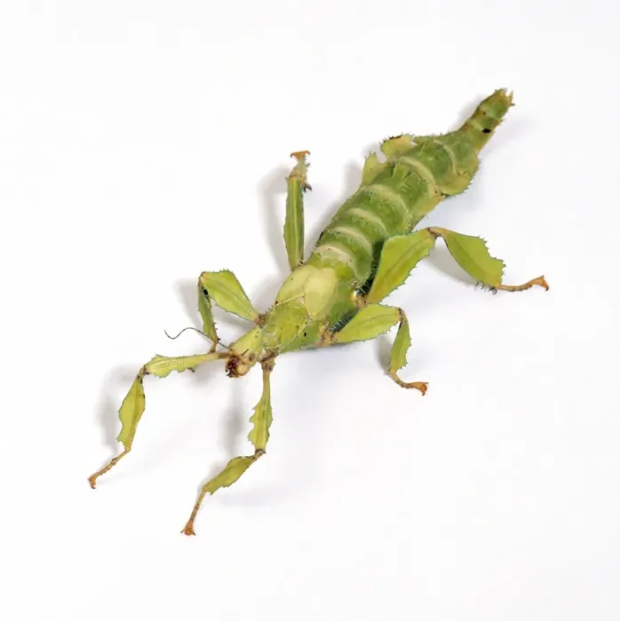 Framed Print : Giant Prickly Stick Insect Framed Print : Giant Prickly Stick Insect