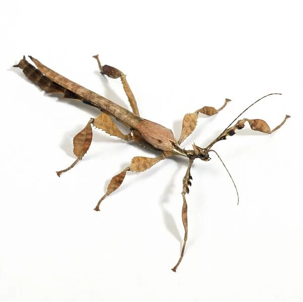 Giant Prickly Stick Insect
