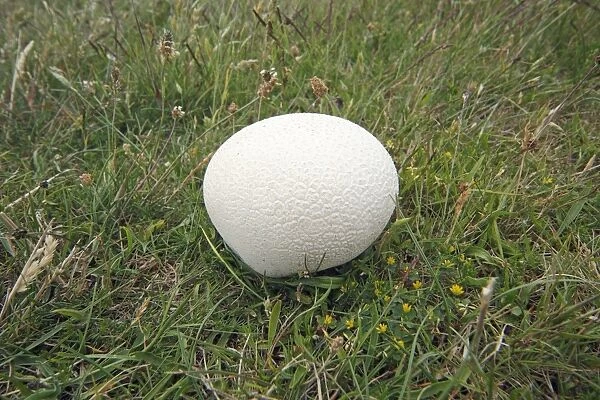 Giant Puff Ball - growing on pasture land, Island of Texel, Holland