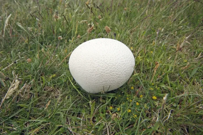 Framed Print : Giant Puff Ball - growing on pasture land, Island of Texel, Holland Framed Print : Giant Puff Ball - growing on pasture land, Island of Texel, Holland