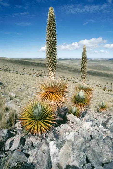 Framed Print : Giant Puya - Andes - Peru Framed Print : Giant Puya - Andes - Peru