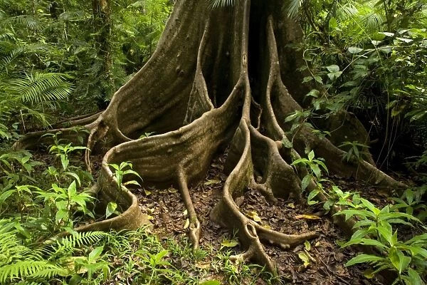 giant rainforest tree - amazing buttress roots of a giant tree in lush tropical rainforest - Wooroonooran National Park, Wet Tropics World Heritage Area, Queensland, Australia