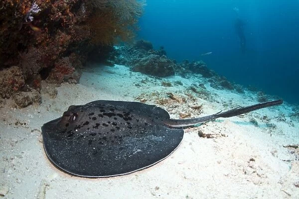 Giant Reef Ray - Maldives