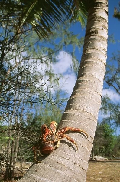 Giant Robber  /  Coconut Crab WAT 5916 On coconut palm tree, Indian Ocean Birgus Latro © M. Watson  /  ARDEA LONDON