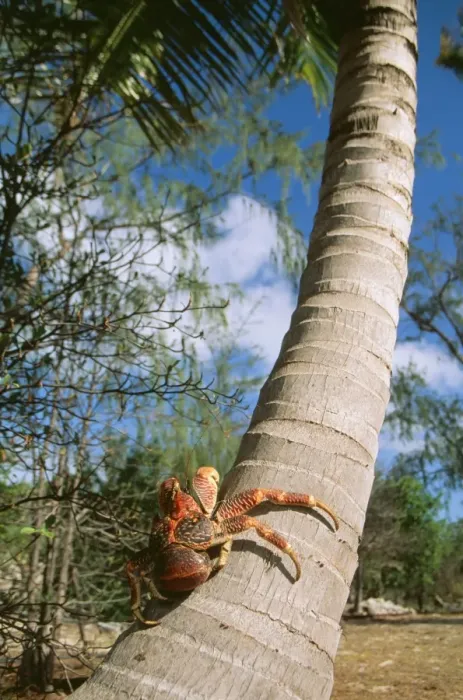 Framed Print : Giant Robber / Coconut Crab WAT 5916 On coconut palm tree, Indian Ocean Birgus Latro © M. Watson / ARDEA LONDON Framed Print : Giant Robber / Coconut Crab WAT 5916 On coconut palm tree, Indian Ocean Birgus Latro © M. Watson / ARDEA LONDON