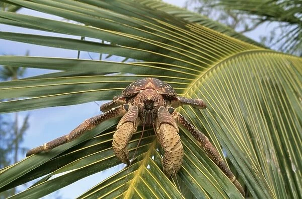 Giant Robber  /  Coconut Crab WAT 5923 On palm leaf, Indian Ocean Birgus latro © M. Watson  /  ARDEA LONDON