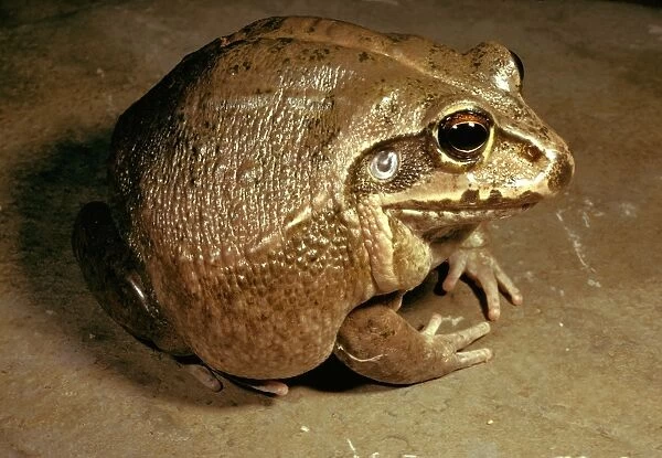 Giant  /  Round frog - a cannibal species
