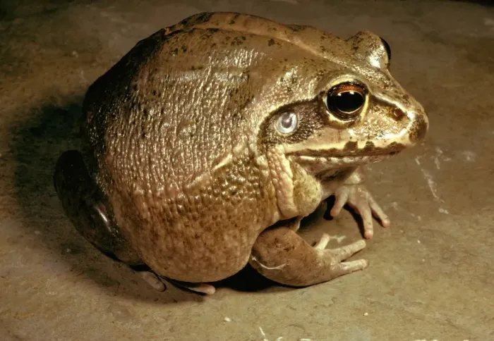 Framed Print : Giant / Round frog - a cannibal species Framed Print : Giant / Round frog - a cannibal species
