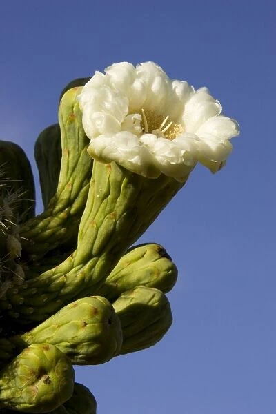 Giant Saguaro - Buds and flower, photographed in late April at the beginning of the saguaro blossom. The saguaro is the symbol of the American Southwest and indicator of the Sonoran Desert