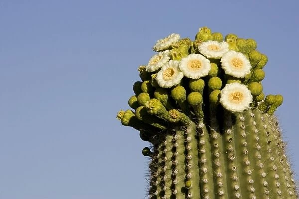 Giant Saguaro - With buds and flowers, photographed in late April at the beginning of the saguaro blossom. The saguaro is the symbol of the American Southwest and indicator of the Sonoran Desert
