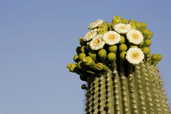 Framed Print : Giant Saguaro - With buds and flowers, photographed in late April at the beginning of the saguaro blossom. The saguaro is the symbol of the American Southwest and indicator of the Sonoran Desert Framed Print : Giant Saguaro - With buds and flowers, photographed in late April at the beginning of the saguaro blossom. The saguaro is the symbol of the American Southwest and indicator of the Sonoran Desert