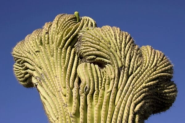 Giant Saguaro - The 'Crested Saguaro' is a rarity Giant Saguaro - The 'Crested Saguaro' is a rarity