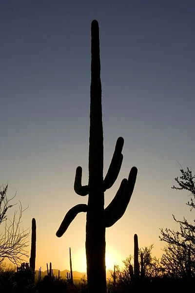 Giant Saguaro - Symbol of the American Southwest and indicator of the Sonoran Desert. At sunset. Saguaro National Park (western section), Tucson, Arizona, USA