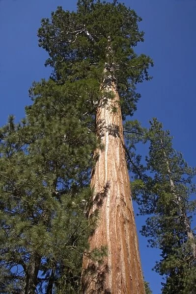 Giant Sequoia Sequoia National Park, California, USA LA000613