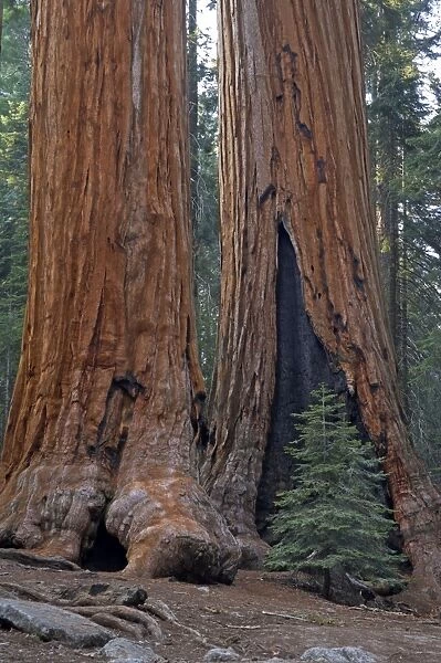 Giant Sequoia Sequoia NP, California, USA LA000622