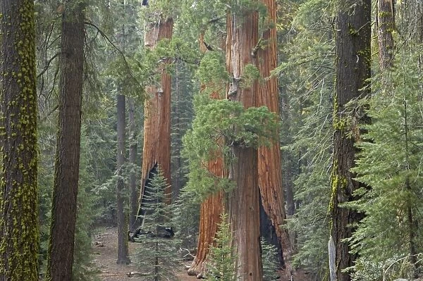 Giant Sequoia Sequoia NP, California, USA LA000627