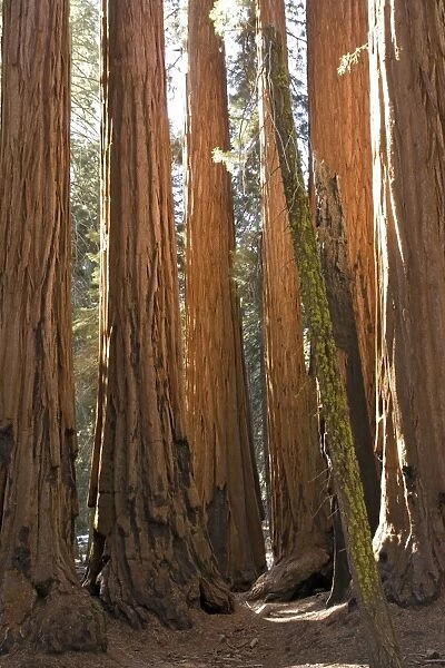 Giant Sequoia trees in the Sequoia National Park, Sierra Nevada, California. Largest trees in the world (but not the tallest)